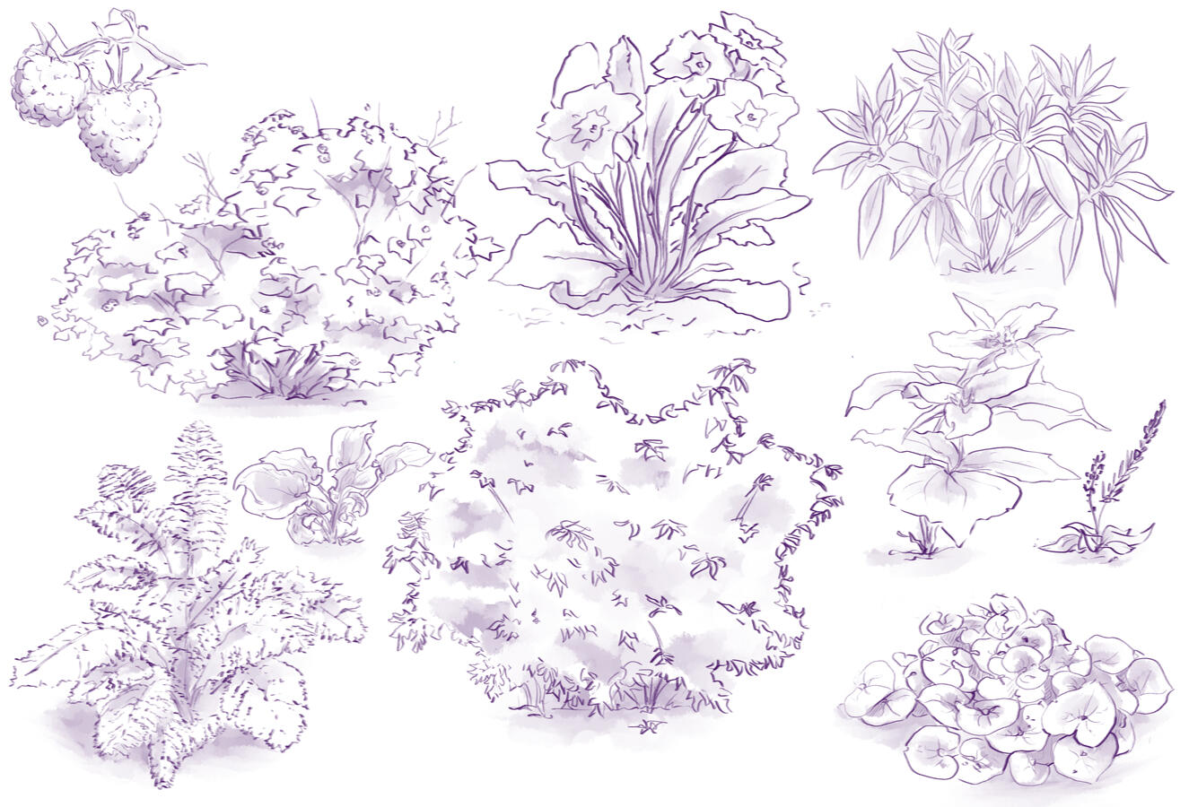 Bushes Study