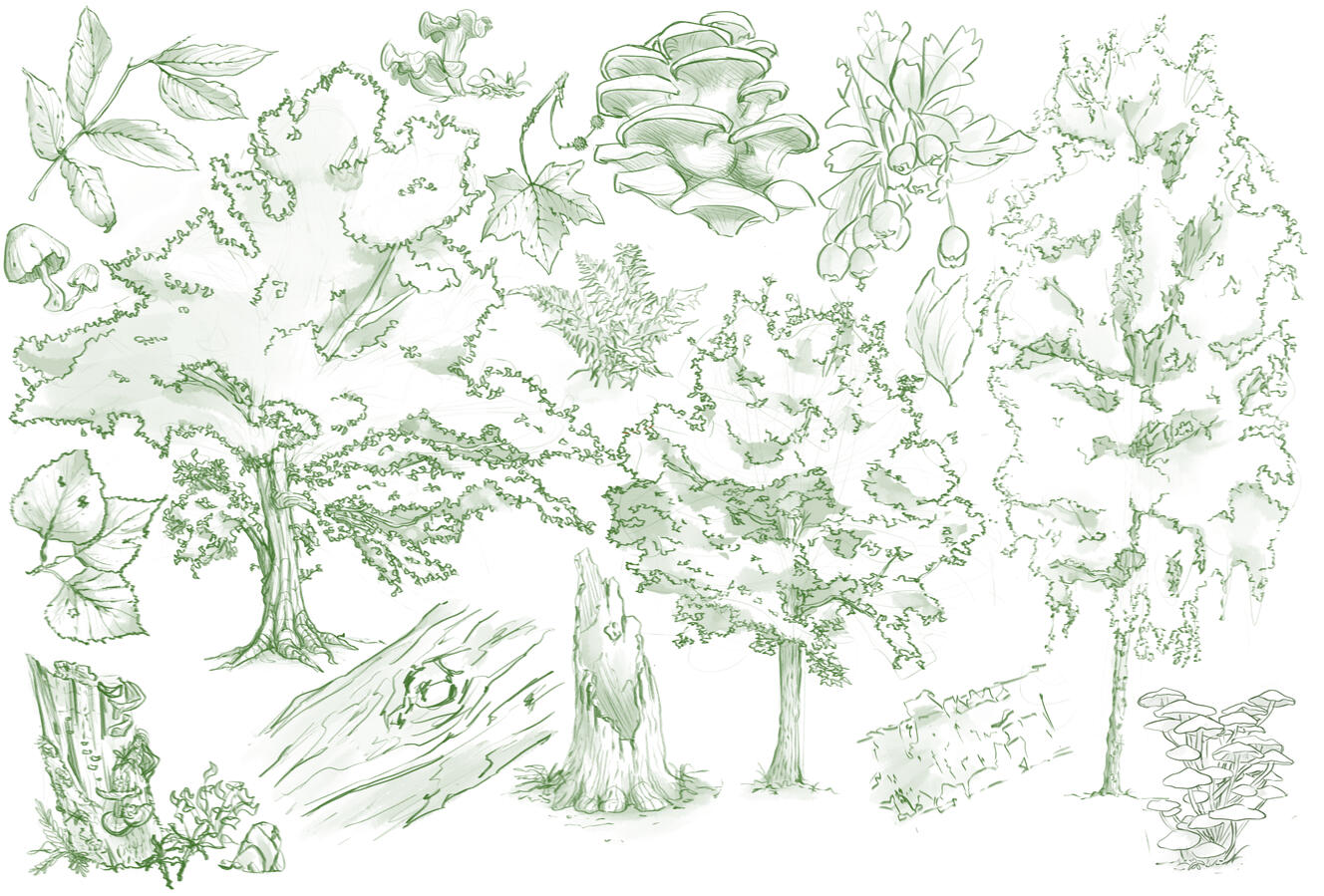 Vegetation Study 1